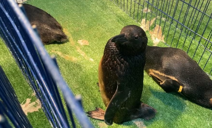 Pinguins são resgatados cobertos por óleo no RS; 18 animais estão em reabilitação