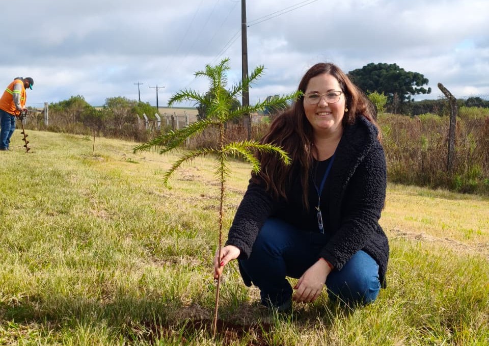 Projeto promove plantio de araucárias e distribuição de mudas durante a Semana do Meio Ambiente em Carazinho
