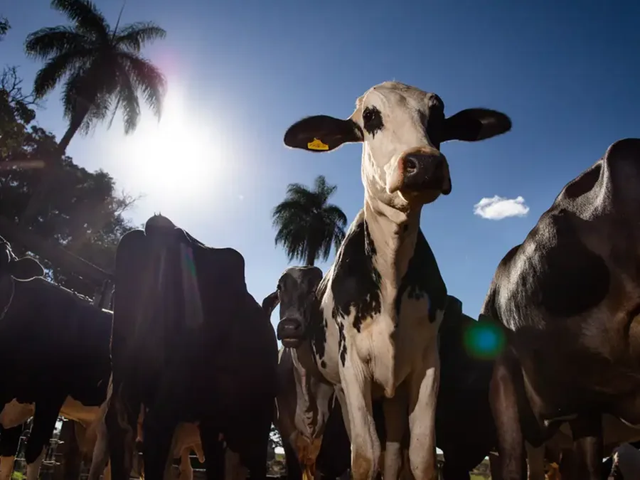 União Europeia oficializa veto a carne brasileira a partir de setembro