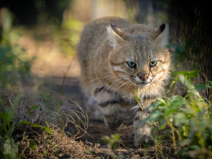 Gato-palheiro-pampeano, que está à beira da extinção, tem população estimada de 250 animais e perdeu 25% do habitat