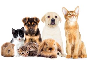 Justiça derruba limite de pets por residência e reforça direito à guarda responsável