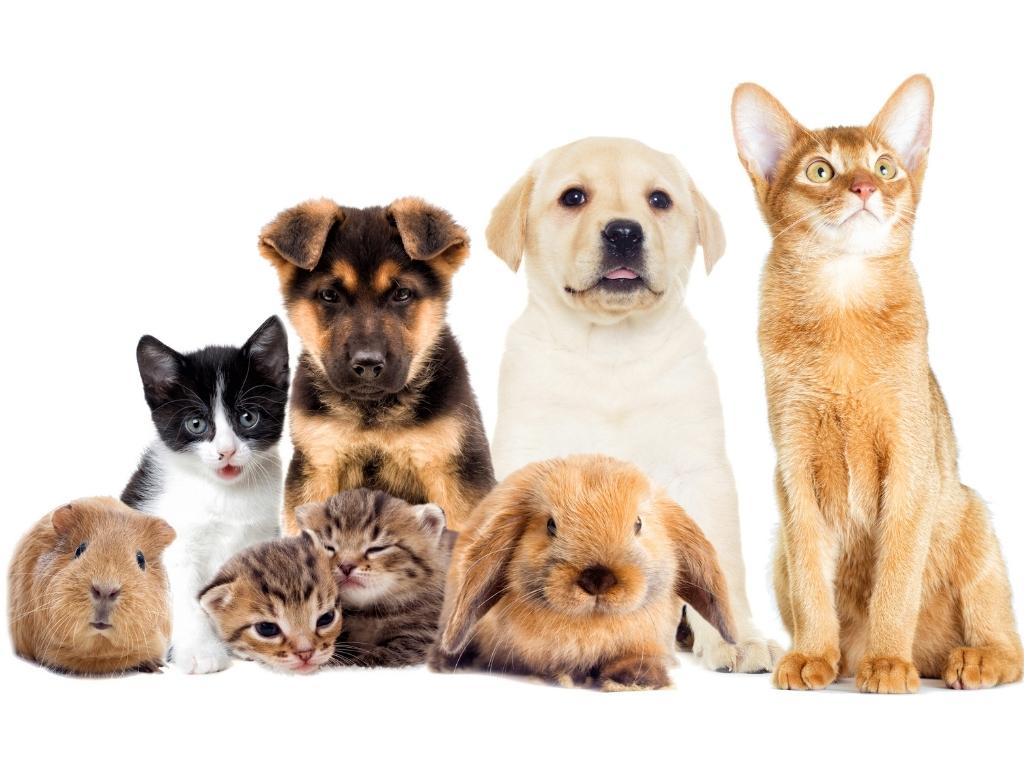 Justiça derruba limite de pets por residência e reforça direito à guarda responsável