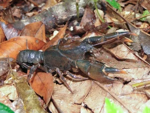 Pesquisadores descobrem duas espécies novas de lagostins no RS