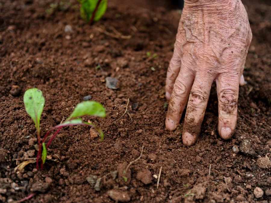 Dia do Agricultor evidencia força dos produtores familiares