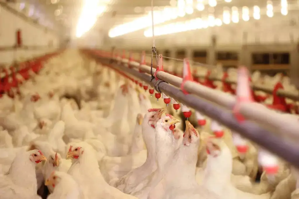 RS confirma primeiro caso de gripe aviária em aves de subsistência em Coqueiros do Sul