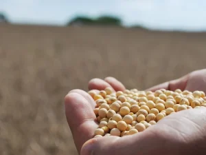 RS é o sexto maior Valor Bruto de Produção da agropecuária brasileira