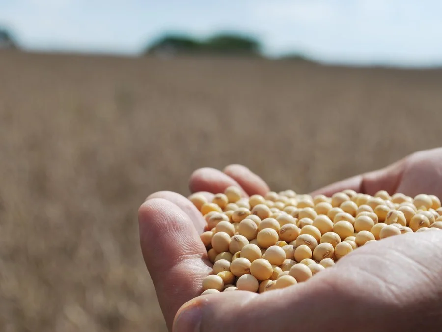 RS é o sexto maior Valor Bruto de Produção da agropecuária brasileira