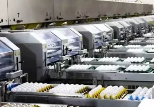 Surto de salmonela nos Estados Unidos leva a recall de 1,6 milhão de dúzias de ovos