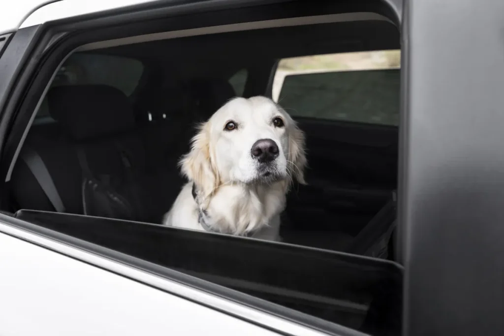 Abandono de pet: motorista poderá ser punido com multa e suspensão de CNH