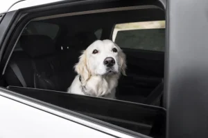 Abandono de pet: motorista poderá ser punido com multa e suspensão de CNH