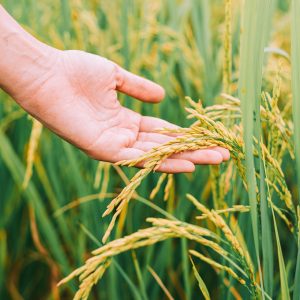 Arrozeiros pedem mudanças na MP da renegociação de dívidas agrícolas