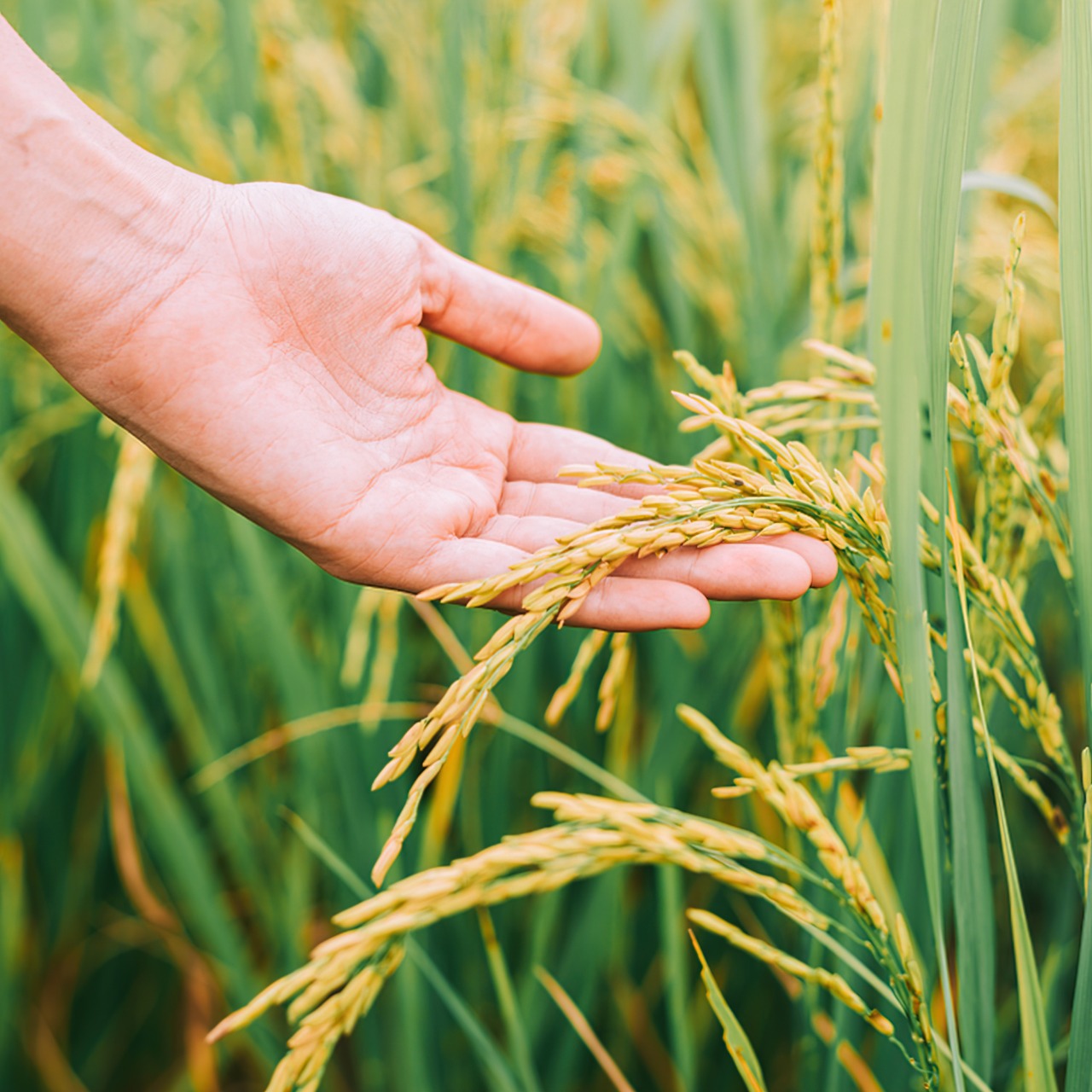 Arrozeiros pedem mudanças na MP da renegociação de dívidas agrícolas