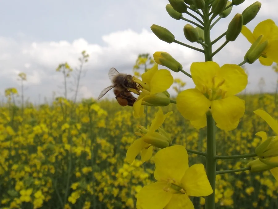 Chuvas intensas e frequentes podem comprometer a polinização da canola