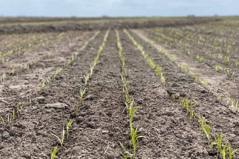 Chuvas já atrasam a preparação dos solos para o plantio do arroz