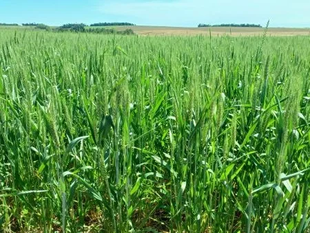 Começa o florescimento do trigo nas lavouras gaúchas