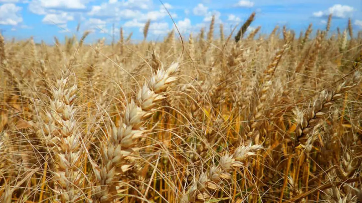Chuvas persistentes afetam a safra do trigo no Rio Grande do Sul