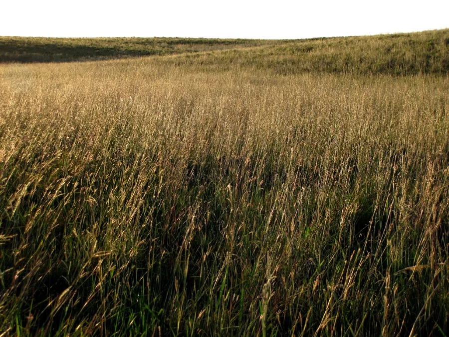 Brasil perde cobertura de vegetação nativa e enfrenta risco de impacto maior do El Niño