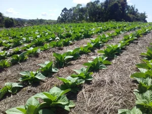 Safra de tabaco começa com ‘bastante apreensão’