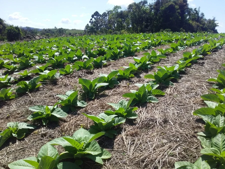 Safra de tabaco começa com ‘bastante apreensão’