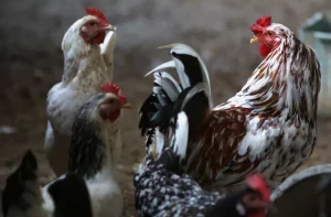 Tecnologia brasileira reduz custos na produção de aves e suínos