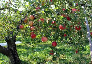 Brasil amplia acesso a mercados internacionais para frutas e produtos bovinos