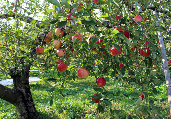Brasil amplia acesso a mercados internacionais para frutas e produtos bovinos