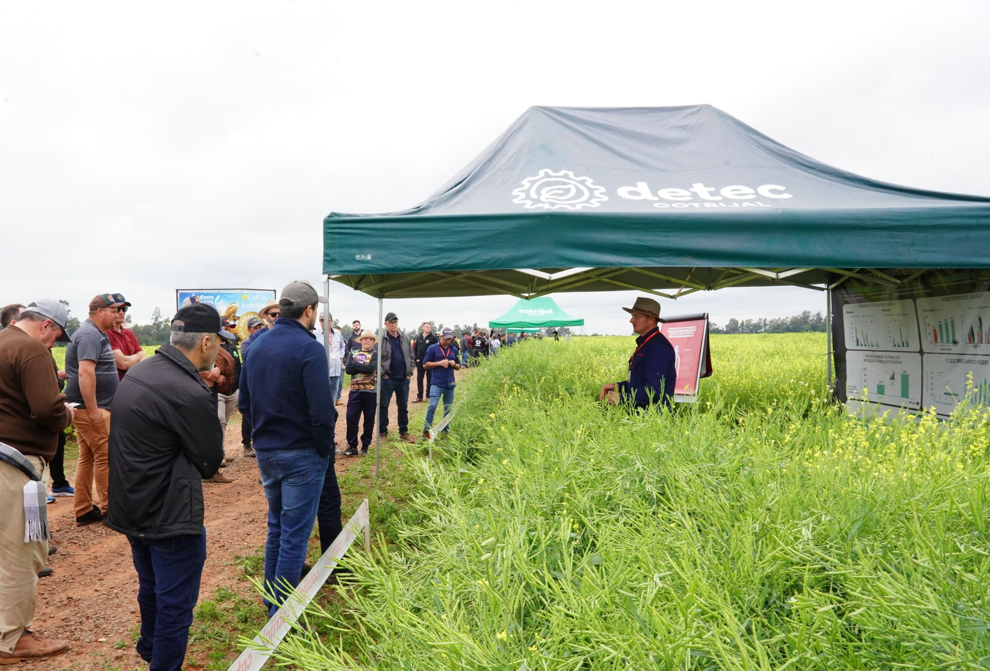 Dia de campo em Candelária apresenta potencial da carinata