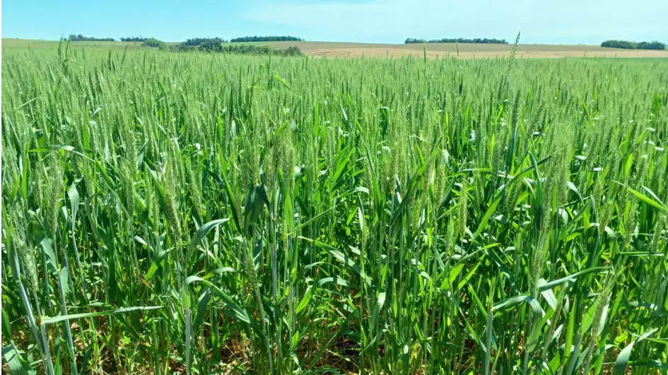 Lavoura de trigo evolui de forma satisfatória no Rio Grande do Sul