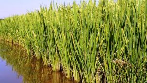 Novo modelo de pagamento valoriza redução de emissões no cultivo de arroz no RS