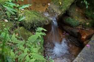 Programa recupera 350 nascentes e transforma áreas rurais do RS em refúgios de água e biodiversidade