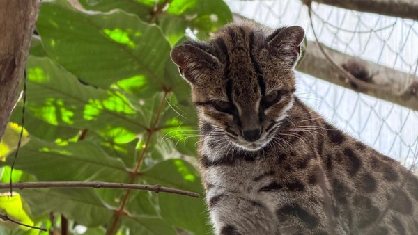 Filhote encontrado na Bolívia leva cientistas à descoberta de nova espécie de felino