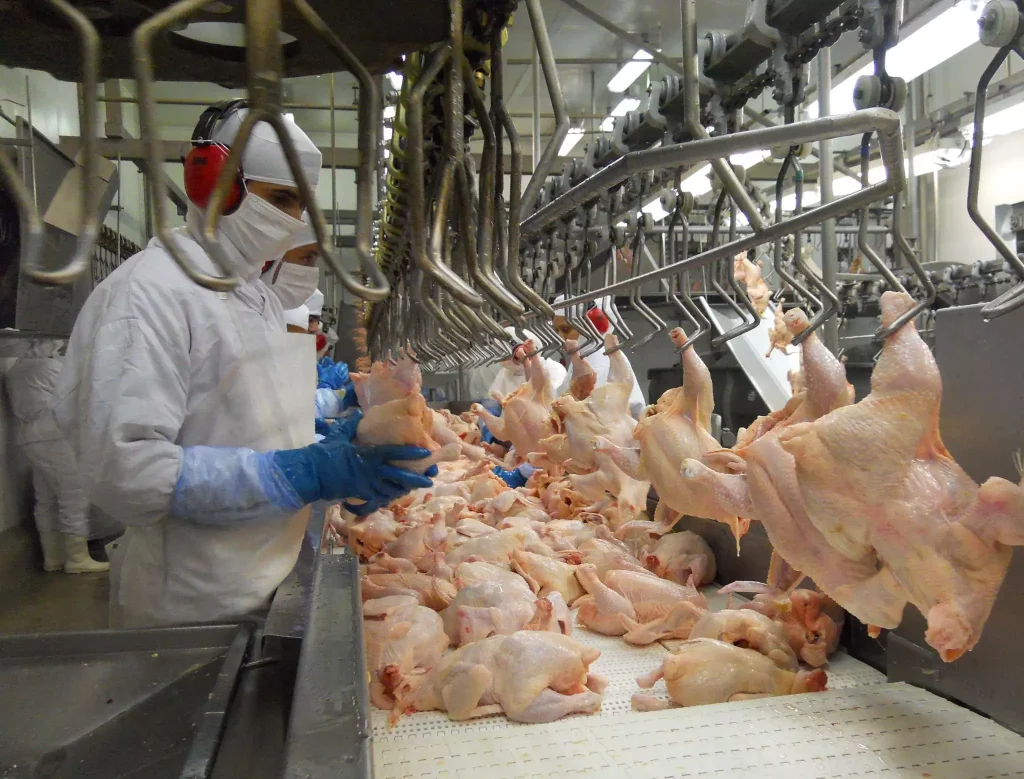 Exportação gaúcha de carne de frango em agosto cresce quase 40%