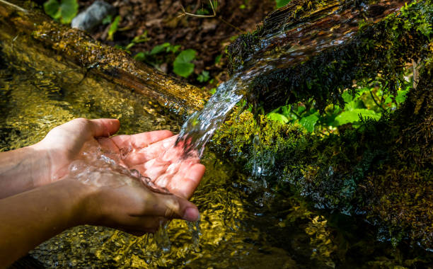 Programa recupera 350 nascentes e transforma áreas rurais do RS em refúgios de água e biodiversidade
