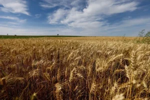 Brasil pode precisar importar até 10 milhões de toneladas de trigo na safra 2026/27