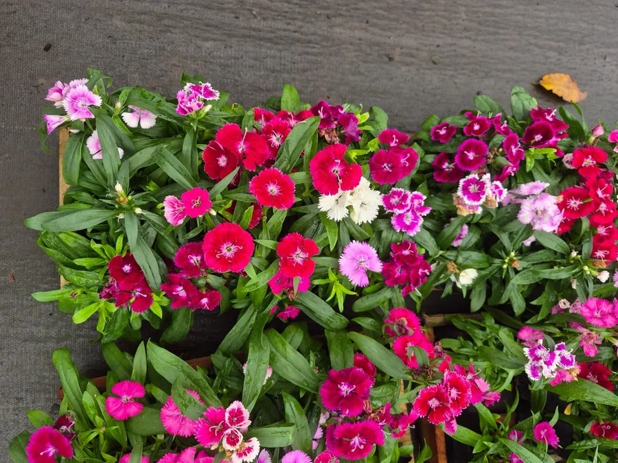Primavera aquece mercado de flores no RS