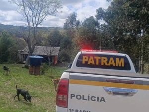 Relatos sobre possível onça-parda mobilizam Brigada Militar em Fontoura Xavier