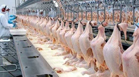 China amplia produção de frango e pode disputar espaço com o Brasil no mercado internacional