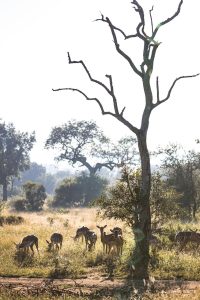 Natureza: essência e essencial