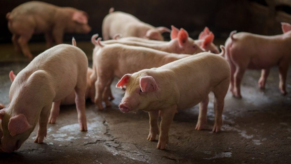 Exportações de carne suína crescem 6,2% até setembro