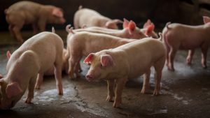 Exportações de carne suína crescem 6,2% até setembro