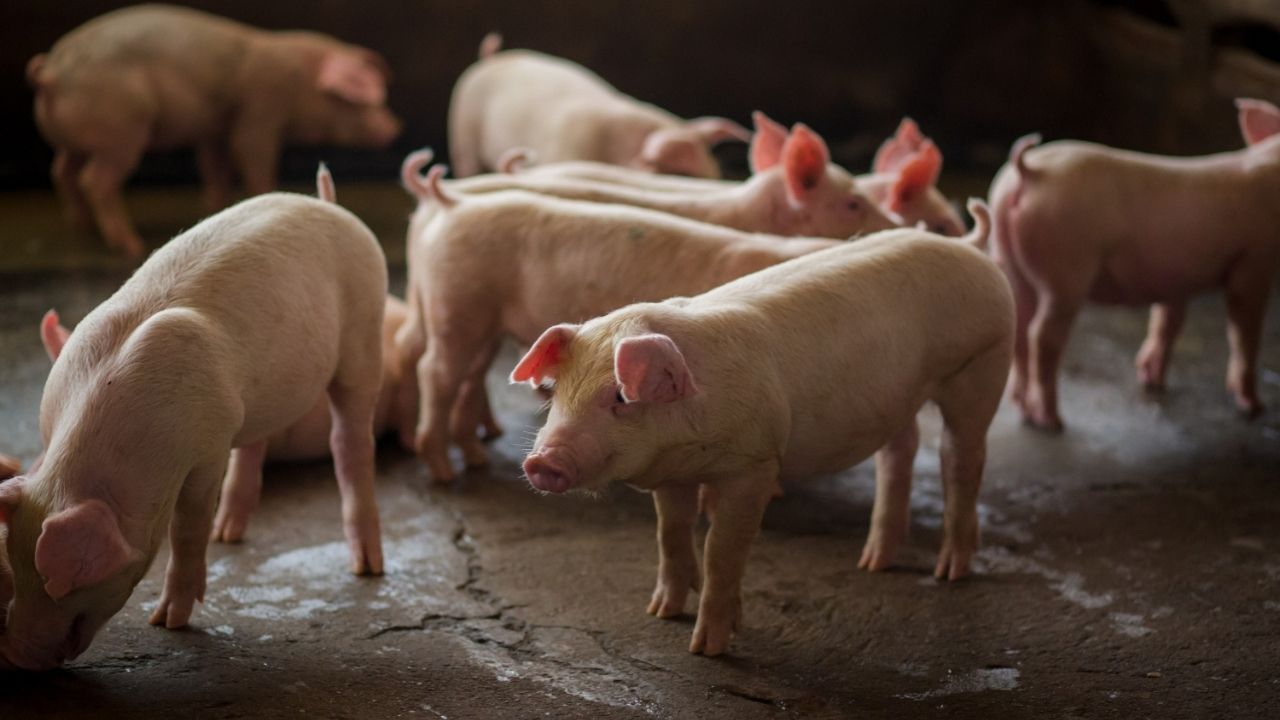 Exportações de carne suína crescem 6,2% até setembro