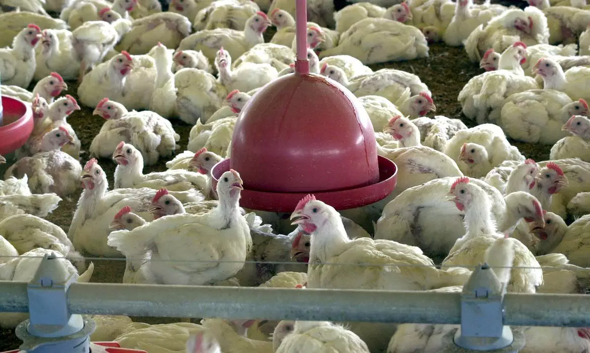 Após México, Malásia suspende importações de carne de aves do Brasil por foco da doença de Newcastle